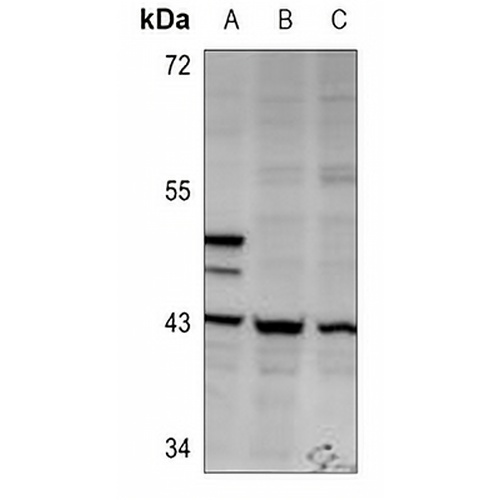 CREB Rabbit Polyclonal Antibody