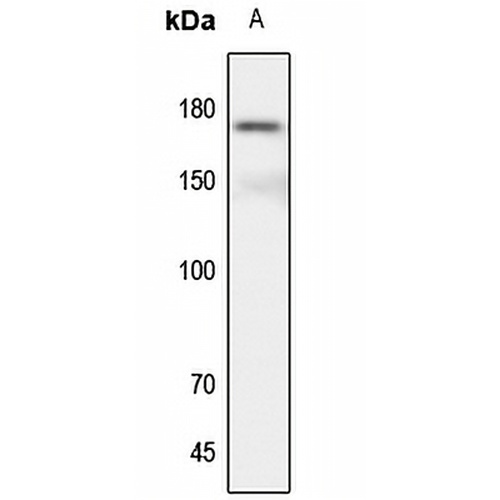 CD115 Rabbit Polyclonal Antibody