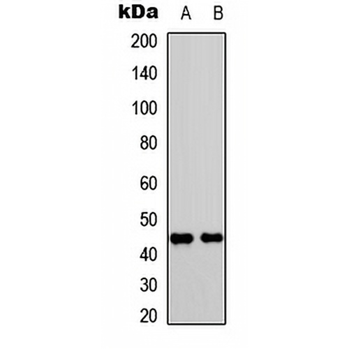 CD182 (Phospho-S347) Rabbit Polyclonal Antibody