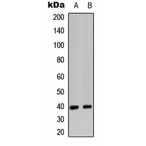 CD182 Rabbit Polyclonal Antibody