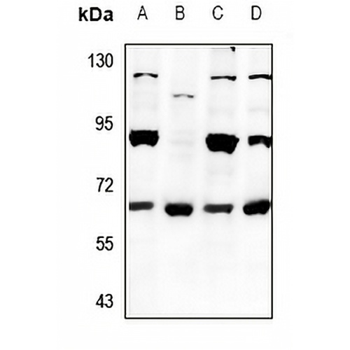 EIF2B4 Rabbit Polyclonal Antibody