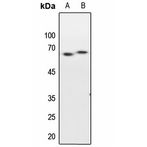 ELK1 Rabbit Polyclonal Antibody