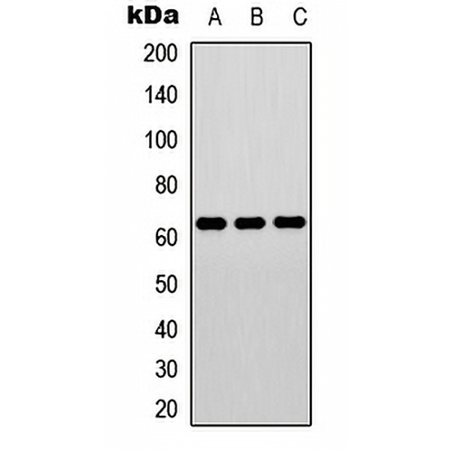ELK1 (Phospho-T417) Rabbit Polyclonal Antibody