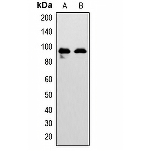 EPHA7 Rabbit Polyclonal Antibody