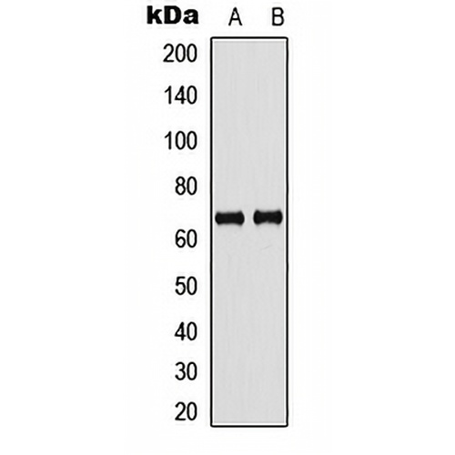 GBP5 Rabbit Polyclonal Antibody