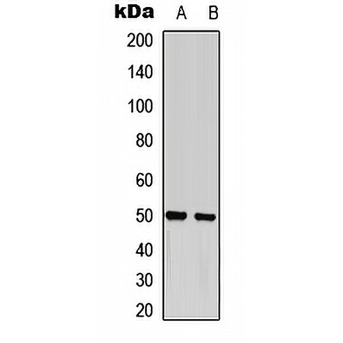 GFAP (Phospho-S38) Rabbit Polyclonal Antibody