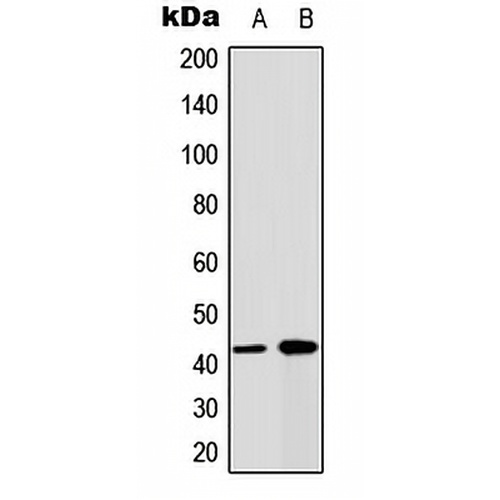 Connexin 43 Rabbit Polyclonal Antibody