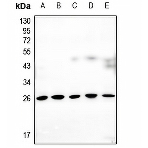 Connexin 25 Rabbit Polyclonal Antibody