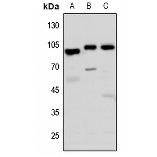 GPR113 Rabbit Polyclonal Antibody