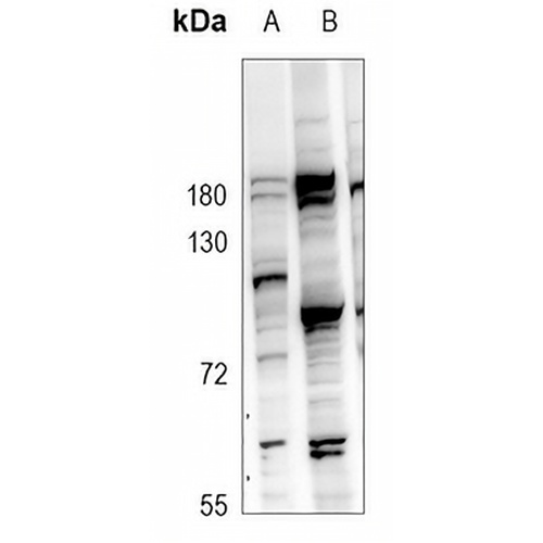 GPR97 Rabbit Polyclonal Antibody