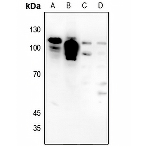NMDAR1 Rabbit Polyclonal Antibody