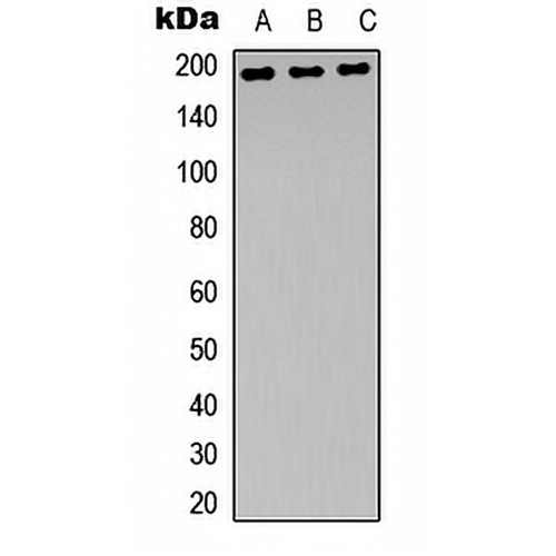 NMDAR2B (Phospho-Y1474) Rabbit Polyclonal Antibody