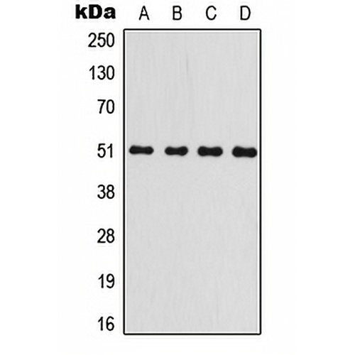 GSK3 alpha Rabbit Polyclonal Antibody