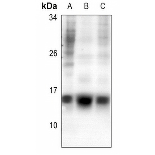 Histone H2A.Z (Acetyl-K5) Rabbit Polyclonal Antibody
