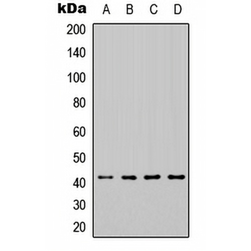 HEXIM1 Rabbit Polyclonal Antibody