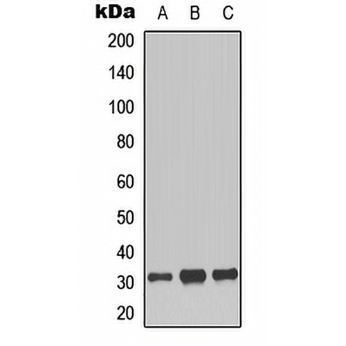 Histone H1 (Phospho-T17) Rabbit Polyclonal Antibody