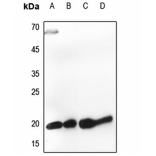 Histone H3 Rabbit Polyclonal Antibody