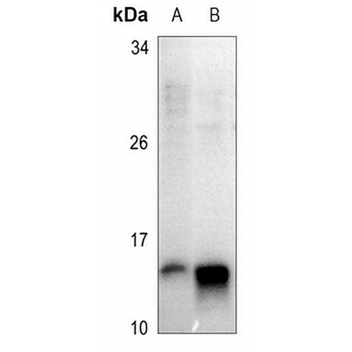 Histone H4 Rabbit Polyclonal Antibody