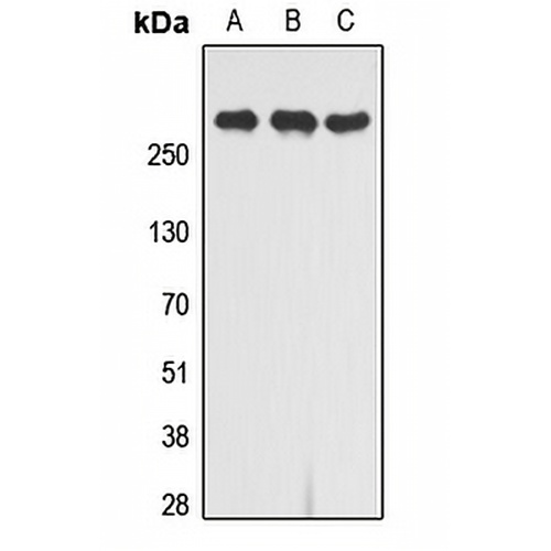 CD222 Rabbit Polyclonal Antibody