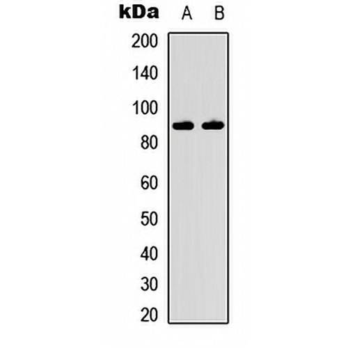 IKK beta Rabbit Polyclonal Antibody