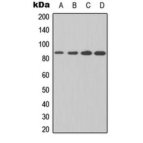 IKK beta Rabbit Polyclonal Antibody