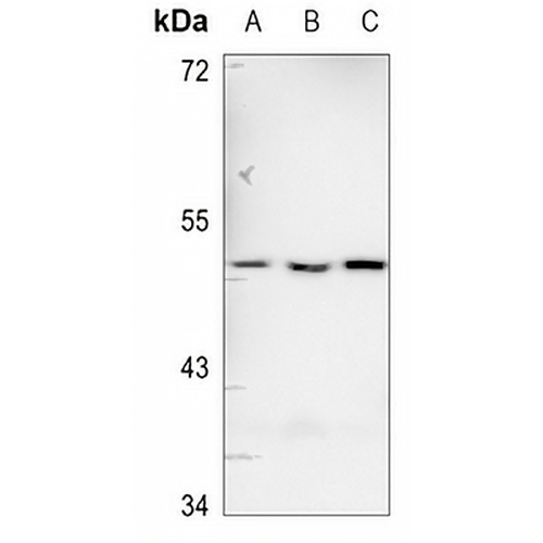 CD213a1 Rabbit Polyclonal Antibody