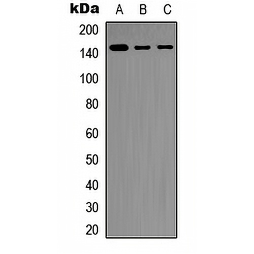 SHIP1 Rabbit Polyclonal Antibody