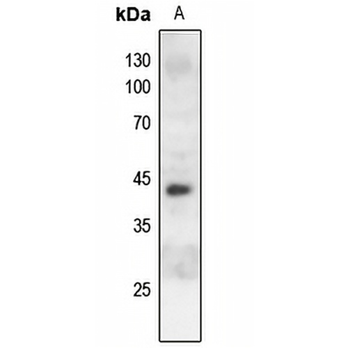c-Jun (Phospho-S243) Rabbit Polyclonal Antibody