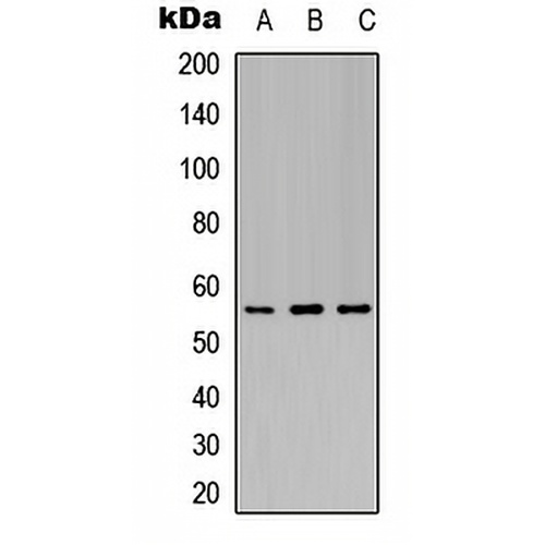 Kir3.1 (Phospho-S185) Rabbit Polyclonal Antibody