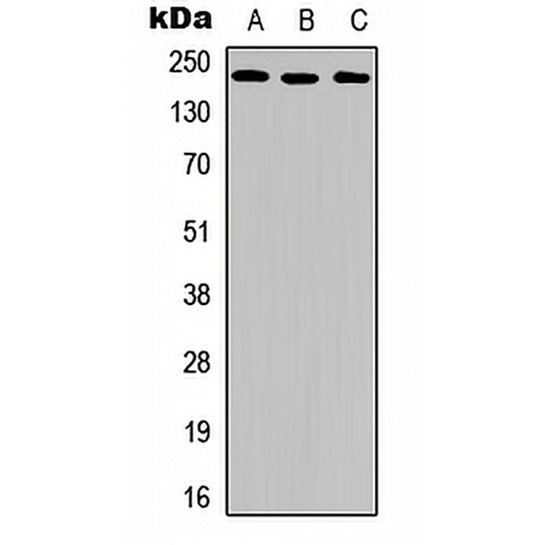 VEGFR2 (Phospho-Y951) Rabbit Polyclonal Antibody
