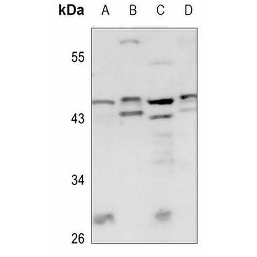 BCOX1 Rabbit Polyclonal Antibody
