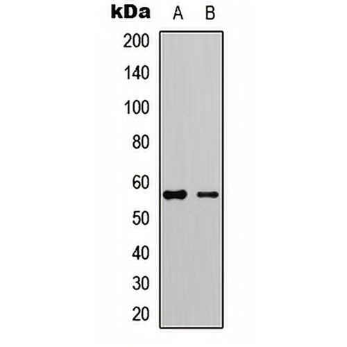 LCK (Phospho-Y505) Rabbit Polyclonal Antibody