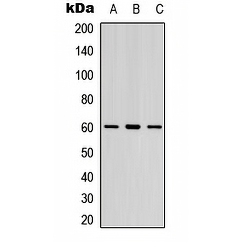 LYN (Phospho-Y397) Rabbit Polyclonal Antibody