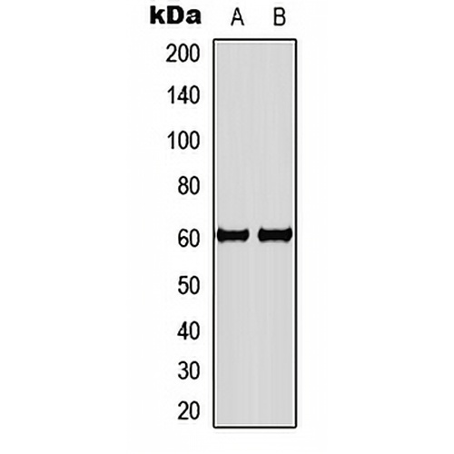 LYN Rabbit Polyclonal Antibody