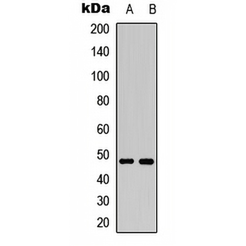 MKK7 (Phospho-S271) Rabbit Polyclonal Antibody