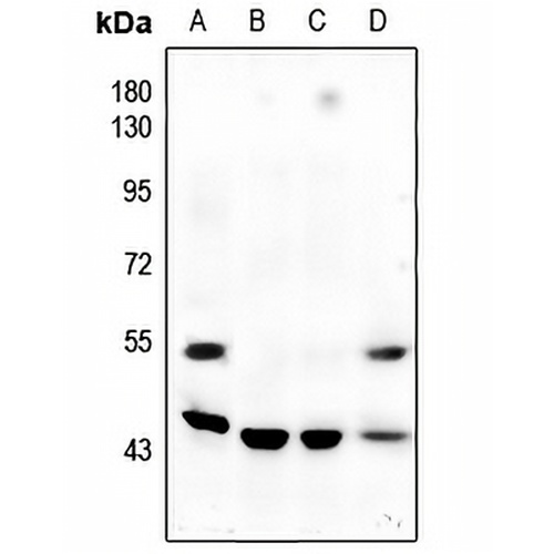 JNK1/2/3 (Phospho-T183/Y185) Rabbit Polyclonal Antibody