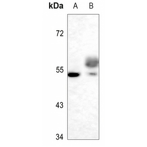 TAU (Phospho-S721) Rabbit Polyclonal Antibody