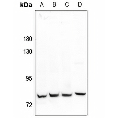MARK2 Rabbit Polyclonal Antibody
