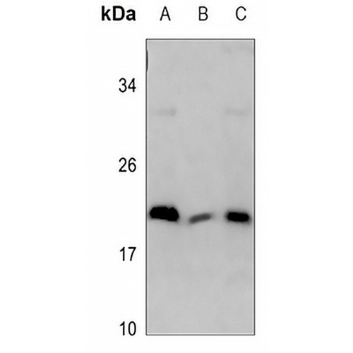 MRPL18 Rabbit Polyclonal Antibody