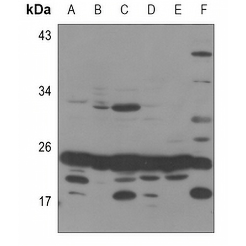 MRPS25 Rabbit Polyclonal Antibody