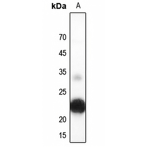 Musculin Rabbit Polyclonal Antibody