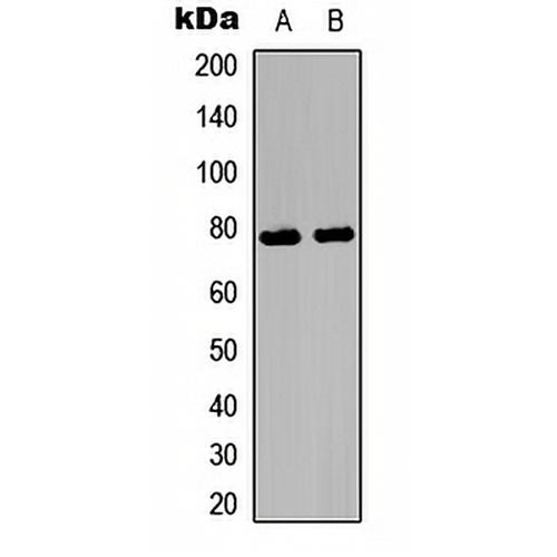 Ezrin/Radixin/Moesin (Phospho-T567/564/558)  Rabbit Polyclonal Antibody