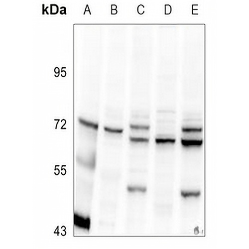 c-Myc Rabbit Polyclonal Antibody