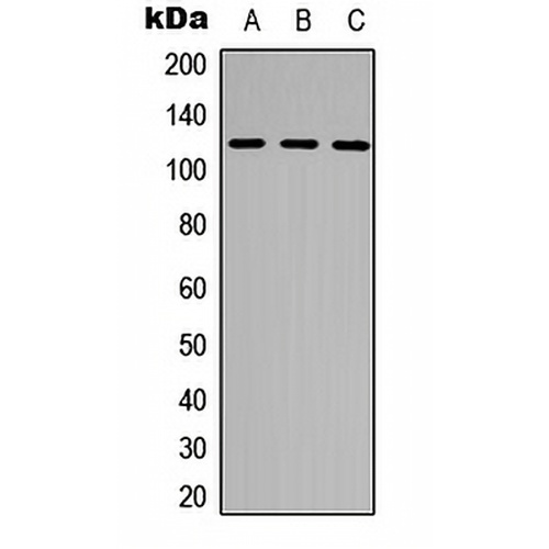 NEK9 (Phospho-T210) Rabbit Polyclonal Antibody