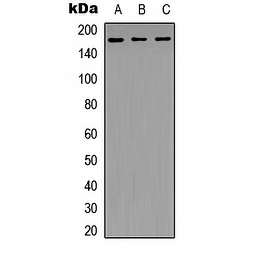 NFAT5 Rabbit Polyclonal Antibody