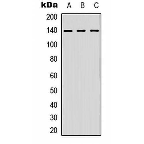 NFAT3 Rabbit Polyclonal Antibody