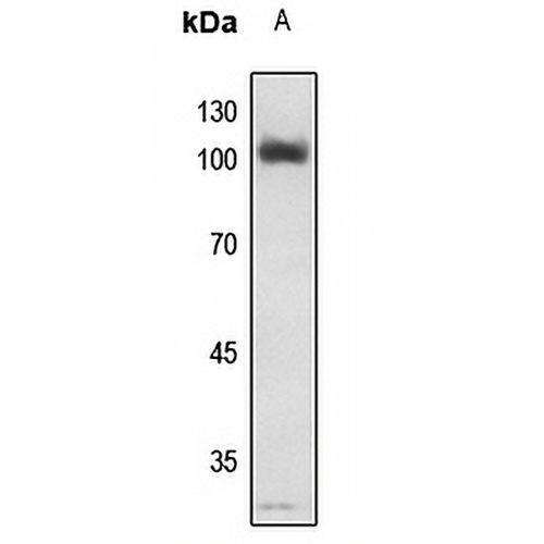 NF-kappaB p105 (Phospho-S907) Rabbit Polyclonal Antibody