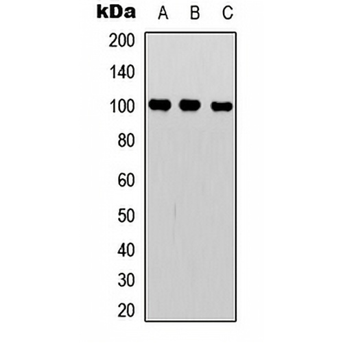 NF-kappaB p100 Rabbit Polyclonal Antibody