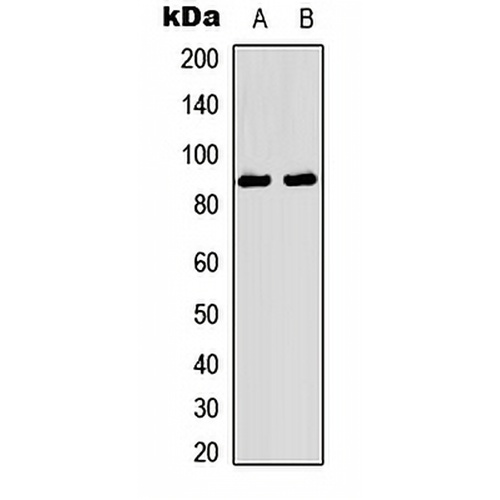 TRK A (Phospho-Y496) Rabbit Polyclonal Antibody