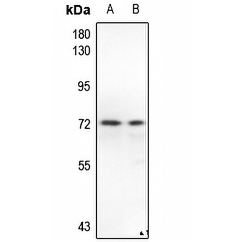 PAK1/2/3 Rabbit Polyclonal Antibody
